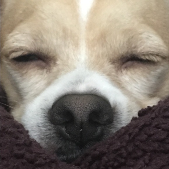 Meet your Posher, Billie - Picture 5 of 7